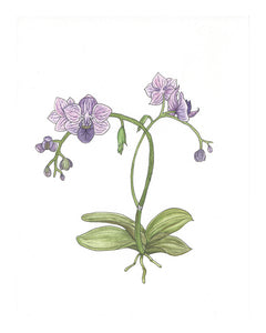 Orchid Watercolor Print