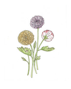 Ranunculus Watercolor Print