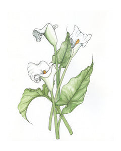 Calla Lily Watercolor Print