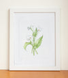 Calla Lily Watercolor Print