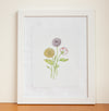 Ranunculus Watercolor Print