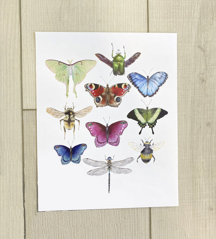 Insect Collection Print